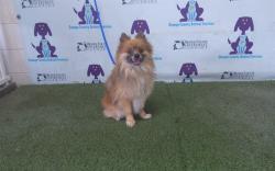 Shelter Stray Male Dog last seen , 2769 Conroy Rd, Orlando, FL 32839, USA