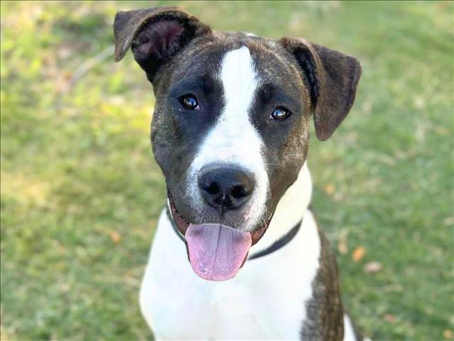 Shelter Stray Male Dog last seen , 4000 N Silverbell Rd, Tucson, AZ 85745, USA