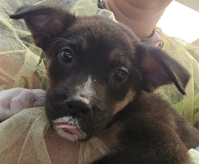 Shelter Stray Male Dog last seen , 4000 N Silverbell Rd, Tucson, AZ 85745, USA