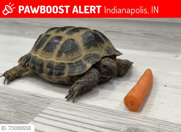 Lost Female Reptile last seen Alabama and Puryear, Indianapolis, IN 46202
