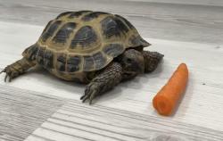 Lost Female Reptile last seen Alabama and Puryear, Indianapolis, IN 46202