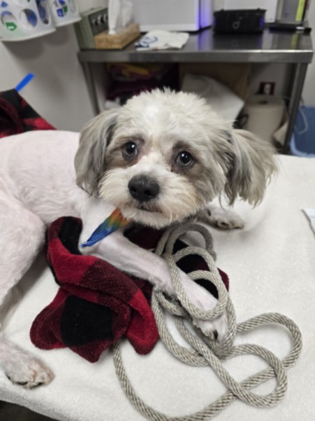 Shelter Stray Male Dog last seen , 3201 Lacy St, Los Angeles, CA 90031, USA