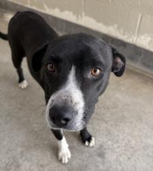 Shelter Stray Female Dog last seen , 3201 Lacy St, Los Angeles, CA 90031, USA