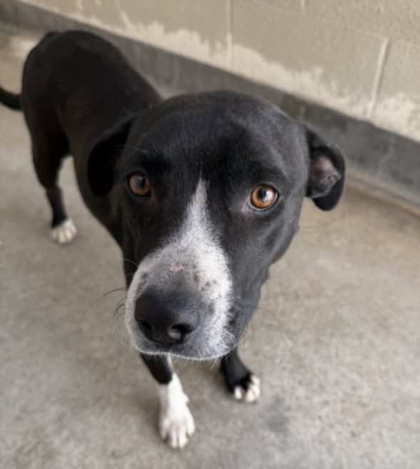 Shelter Stray Female Dog last seen , 3201 Lacy St, Los Angeles, CA 90031, USA