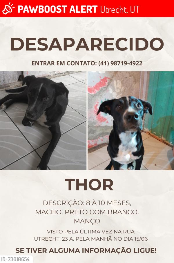 Lost Male Dog last seen Rua Utrecht, Utrecht, UT 