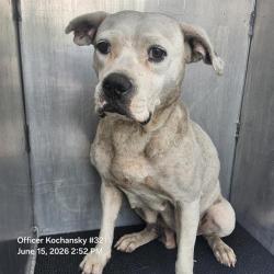 Shelter Stray Female Dog last seen Near BLOCK OF STONESIDE, 4710 TX-151, San Antonio, TX 78227, USA