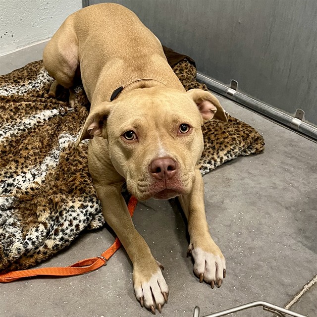 Shelter Stray Female Dog last seen SOUTHRIDGE INDUSTRIAL DR/SUNSTATE, TAVARES, 12280 County Rd 448, Tavares, FL 32778, USA