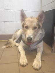 Shelter Stray Male Dog last seen , 31044 Charlie Canyon Rd, Castaic, CA 91384, USA