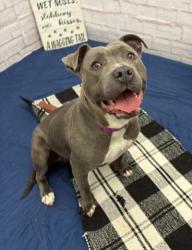 Shelter Stray Female Dog last seen Near BLOCK SEWARD ST, DETROIT, MI 48206, 7401 Chrysler Dr, Detroit, MI 48211, USA