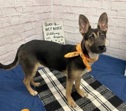 Shelter Stray Female Dog last seen Near BLOCK WALDEN ST, DETROIT, MI 48213, 7401 Chrysler Dr, Detroit, MI 48211, USA