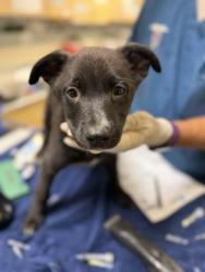 Shelter Stray Female Dog last seen LINDSAY ST, JURUPA VALLEY CA 92509, 6851 Van Buren Boulevard, Jurupa Valley, CA 92509, USA