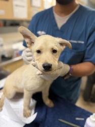 Shelter Stray Male Dog last seen LINDSAY ST, JURUPA VALLEY CA 92509, 6851 Van Buren Boulevard, Jurupa Valley, CA 92509, USA