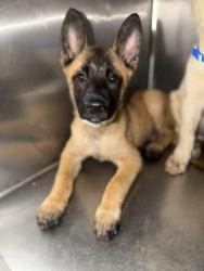 Shelter Stray Female Dog last seen LINDSAY ST, JURUPA VALLEY CA 92509, 6851 Van Buren Boulevard, Jurupa Valley, CA 92509, USA