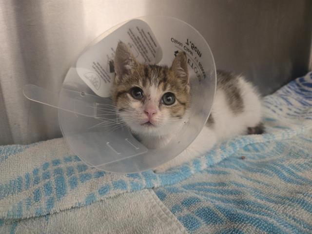 Shelter Stray Female Cat last seen SIERRA COLLEGE / DEL MARE, 11232 B Ave, Auburn, CA 95603, USA