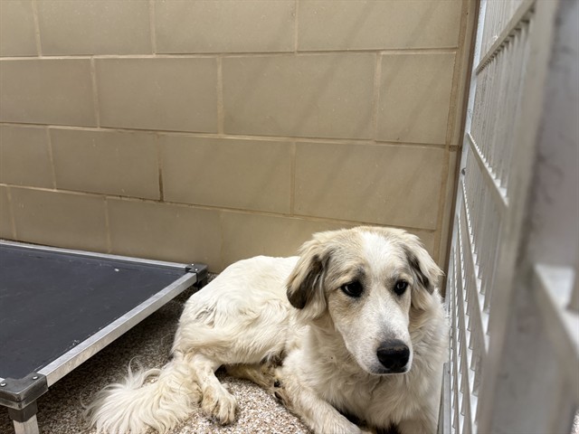 Shelter Stray Unknown Dog last seen Near BLOCK N ELIZABETH ST, PUEBLO CO 81008, 4600 Eagleridge Pl, Pueblo, CO 81008, USA