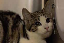 Shelter Stray Male Cat last seen , 14409 Vanowen St, Van Nuys, CA 91405, USA