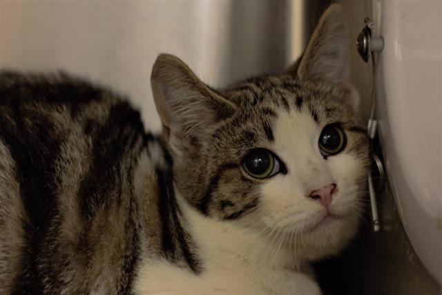Shelter Stray Male Cat last seen , 14409 Vanowen St, Van Nuys, CA 91405, USA