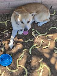 Found/Stray Male Dog last seen S  Country Club and 26th St, Tucson, AZ 85713