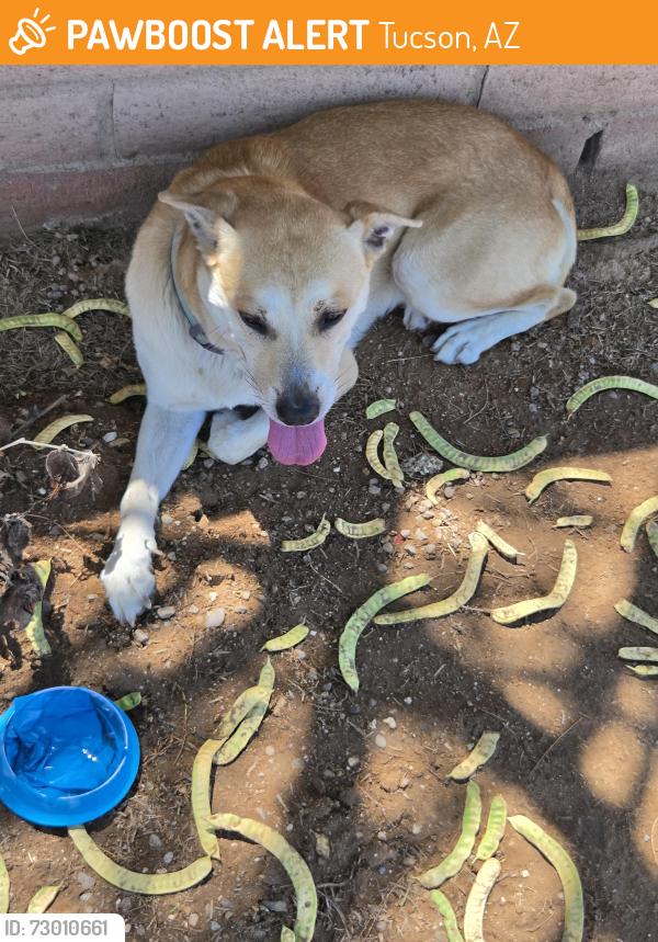 Found/Stray Male Dog last seen S  Country Club and 26th St, Tucson, AZ 85713