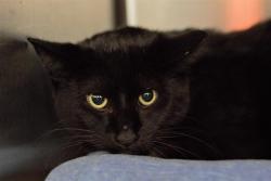 Shelter Stray Male Cat last seen , 14409 Vanowen St, Van Nuys, CA 91405, USA