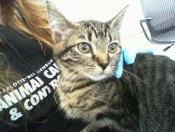 Shelter Stray Female Cat last seen CHARLOTTE, 8315 Byrum Dr, Charlotte, NC 28217, USA