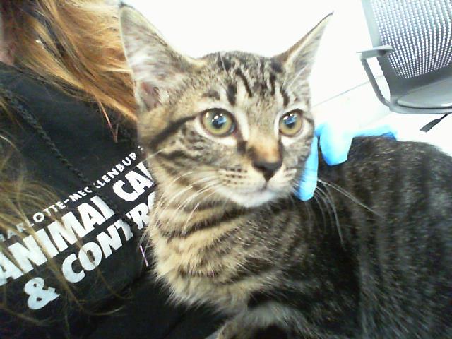 Shelter Stray Female Cat last seen CHARLOTTE, 8315 Byrum Dr, Charlotte, NC 28217, USA