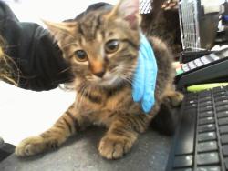 Shelter Stray Male Cat last seen CHARLOTTE, 8315 Byrum Dr, Charlotte, NC 28217, USA