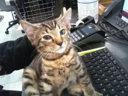 Shelter Stray Male Cat last seen CHARLOTTE, 8315 Byrum Dr, Charlotte, NC 28217, USA