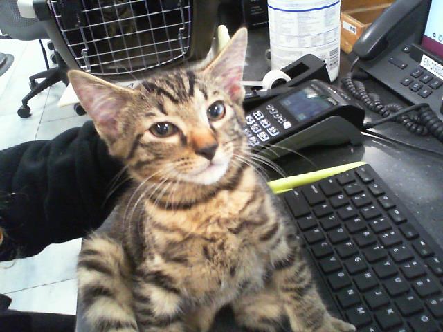 Shelter Stray Male Cat last seen CHARLOTTE, 8315 Byrum Dr, Charlotte, NC 28217, USA