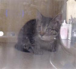 Shelter Stray Unknown Cat last seen Near BLOCK W 62ND AVE, DENVER CO 80221, 1241 W Bayaud Ave, Denver, CO 80223, USA