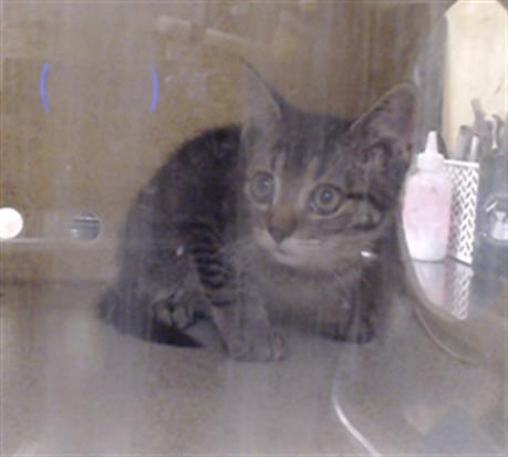 Shelter Stray Unknown Cat last seen Near BLOCK W 62ND AVE, DENVER CO 80221, 1241 W Bayaud Ave, Denver, CO 80223, USA