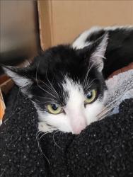 Shelter Stray Female Cat last seen , 1850 W 60th St, Los Angeles, CA 90047, USA