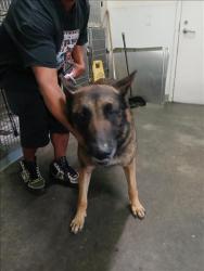Shelter Stray Male Dog last seen , 1850 W 60th St, Los Angeles, CA 90047, USA