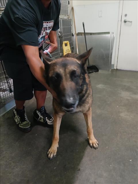 Shelter Stray Male Dog last seen , 1850 W 60th St, Los Angeles, CA 90047, USA