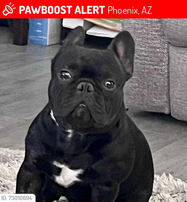 Lost Male Dog last seen 67th ave and McDowell , Phoenix, AZ 85035