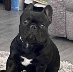 Lost Male Dog last seen 67th ave and McDowell , Phoenix, AZ 85035