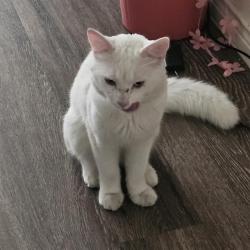 Shelter Stray Male Cat last seen , 4710 TX-151, San Antonio, TX 78227, USA