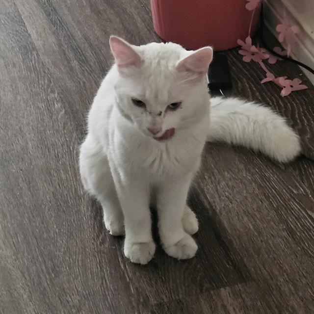 Shelter Stray Male Cat last seen , 4710 TX-151, San Antonio, TX 78227, USA