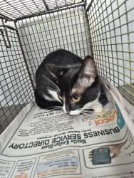 Shelter Stray Male Cat last seen Near BLOCK HEIMER RD, 4710 TX-151, San Antonio, TX 78227, USA