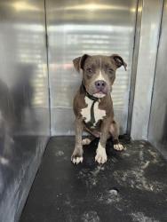 Shelter Stray Female Dog last seen Near BLOCK SW 39TH ST, 4710 TX-151, San Antonio, TX 78227, USA