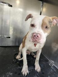 Shelter Stray Male Dog last seen Near BLOCK SW 39TH ST, 4710 TX-151, San Antonio, TX 78227, USA