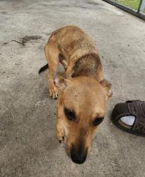 Shelter Stray Male Dog last seen Near BLOCK MADRID ST, 4710 TX-151, San Antonio, TX 78227, USA