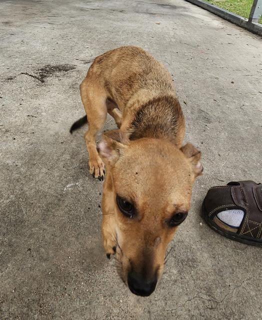 Shelter Stray Male Dog last seen Near BLOCK MADRID ST, 4710 TX-151, San Antonio, TX 78227, USA