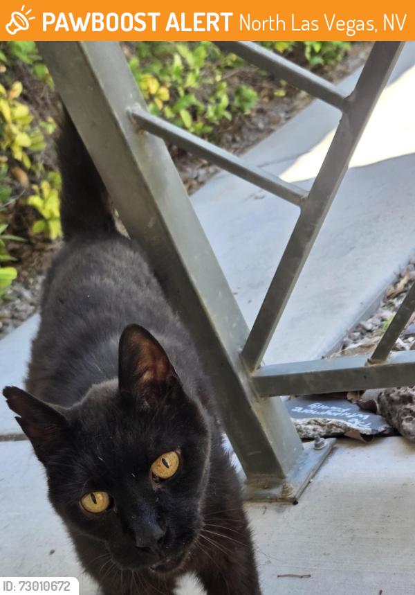 Found/Stray Unknown Cat last seen Ann rd and camino, North Las Vegas, NV 89031