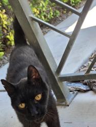 Found/Stray Unknown Cat last seen Ann rd and camino, North Las Vegas, NV 89031