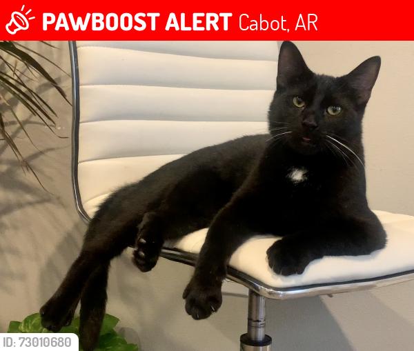 Lost Male Cat last seen the woods next to the cabot high school new construction, Cabot, AR 72023