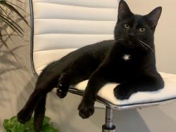 Lost Male Cat last seen the woods next to the cabot high school new construction, Cabot, AR 72023