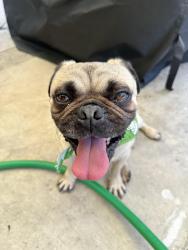 Reunited Male Dog last seen Las Tunas, Temple City, CA 91780