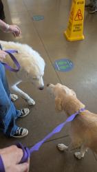 Found/Stray Male Dog last seen Loop 288, Denton, TX 76207