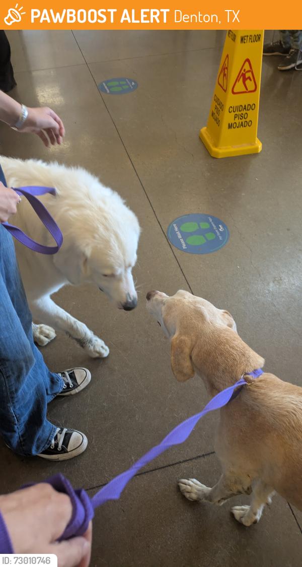 Found/Stray Male Dog last seen Loop 288, Denton, TX 76207